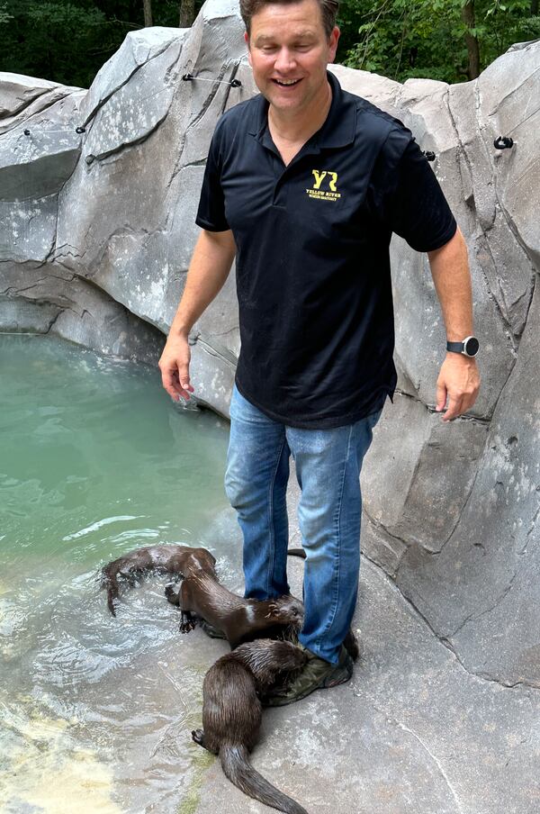 Four North American river otters cavort around Jonathan Ordway, co-owner of the Yellow River Wildlife Sanctuary, at the new otter exhibit on July 9, 2024. RODNEY HO/rho@ajc.com