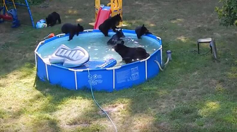 he Basso family of Rockaway Township, New Jersey, discovered the bear family frolicking in the pool and playing with toys. Tim Basso / via YouTube
