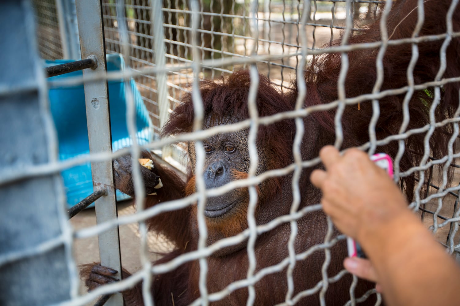 Suncoast Primate Sanctuary in Palm Harbor