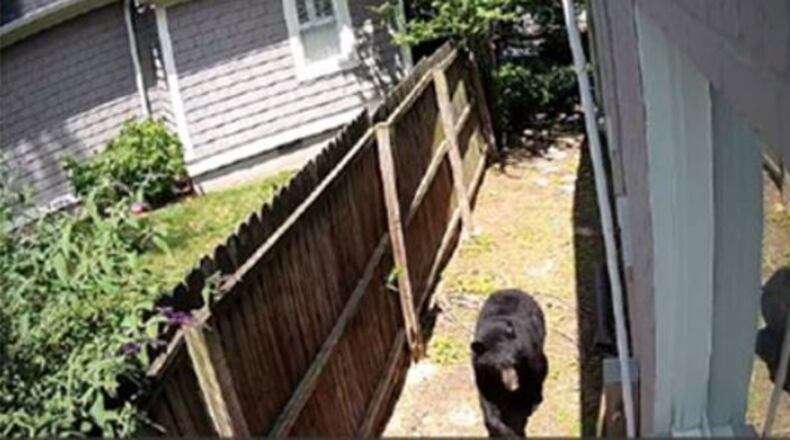A bear was spotted in Buckhead, prompting calls to police Thursday. (Credit: Peyton Wimberly)