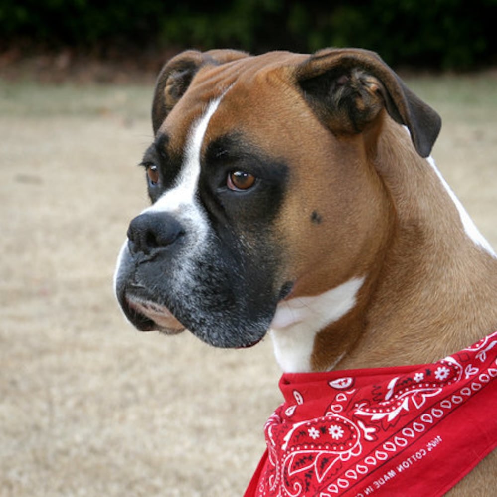 Atlanta's Top Dogs: Best Photos
