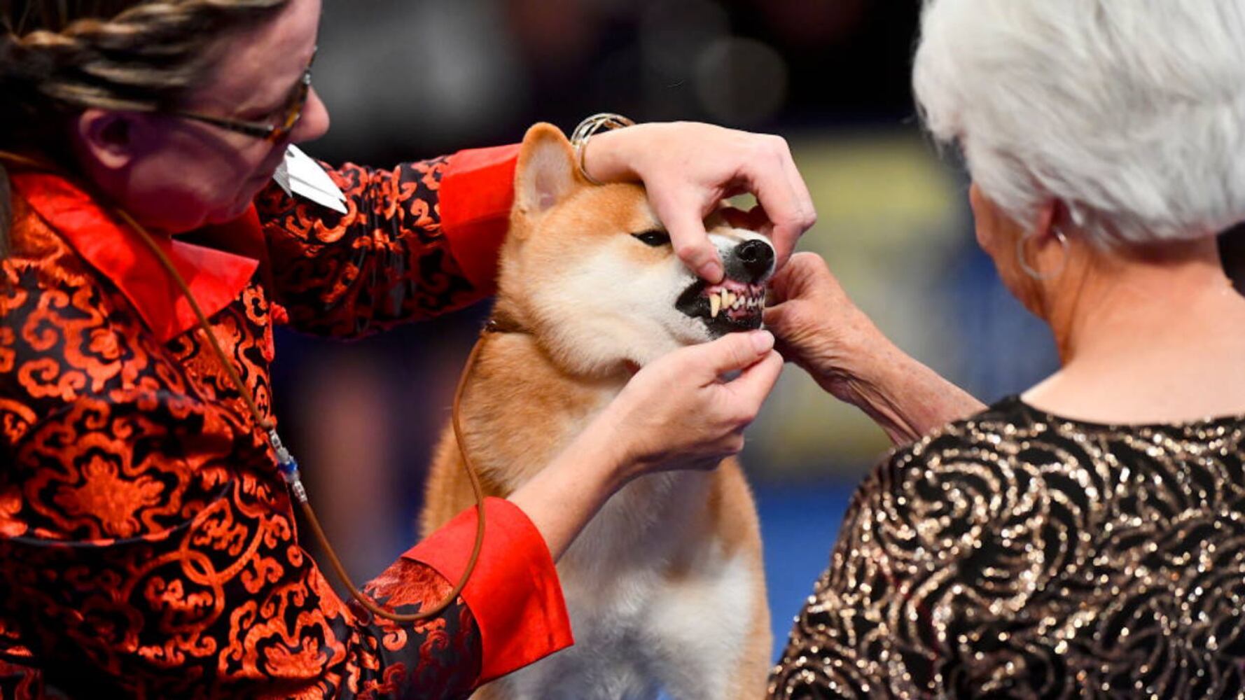 Photos: 2019 National Dog Show