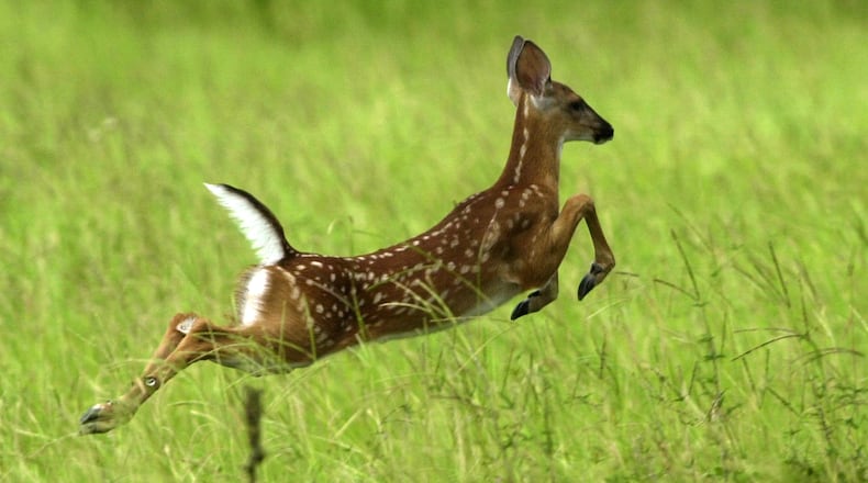 A young American white tailed deer leaps above the tall grass in South End Field on Ossabaw Island. CURTIS COMPTON / ccompton@ajc.com