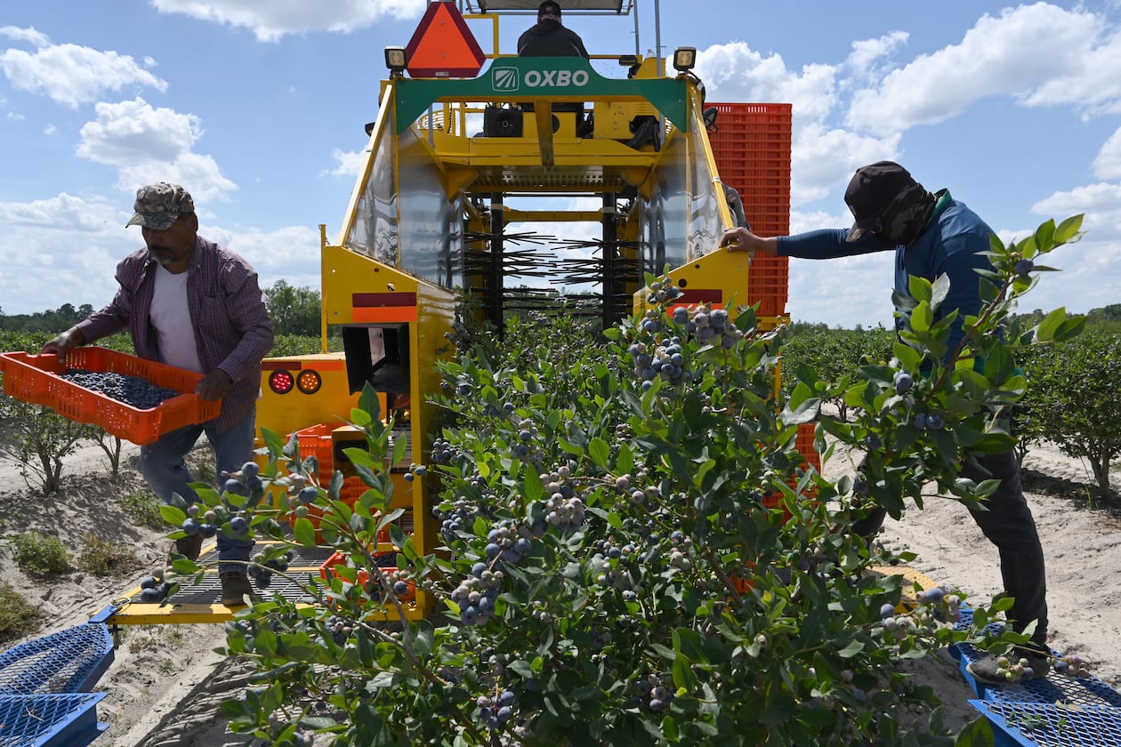 Farmworkers harvest blueberries at Wrigley’s Fields on Tuesday, May 5, 2026, in Bristol, Georgia. Naturipe Farms is a major player in the berry category, growing and marketing blueberries, strawberries, raspberries and blackberries. The company is uniquely structured as a grower-owned organization, with four ownership partners — each a collective of growers — including MBG. (Hyosub Shin/AJC)