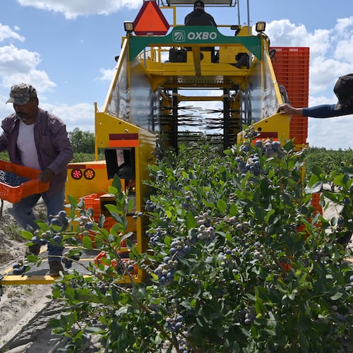 Farmworkers harvest blueberries at Wrigley’s Fields on Tuesday, May 5, 2026, in Bristol, Georgia. Naturipe Farms is a major player in the berry category, growing and marketing blueberries, strawberries, raspberries and blackberries. The company is uniquely structured as a grower-owned organization, with four ownership partners — each a collective of growers — including MBG. (Hyosub Shin/AJC)