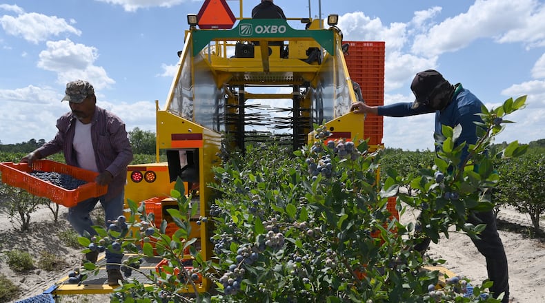 Farmworkers harvest blueberries at Wrigley’s Fields on Tuesday, May 5, 2026, in Bristol, Georgia. Naturipe Farms is a major player in the berry category, growing and marketing blueberries, strawberries, raspberries and blackberries. The company is uniquely structured as a grower-owned organization, with four ownership partners — each a collective of growers — including MBG. (Hyosub Shin/AJC)