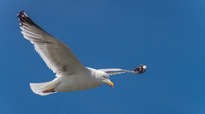 A herring gull, like the one found in the United Kingdom covered in orange spice, soars across the sky.