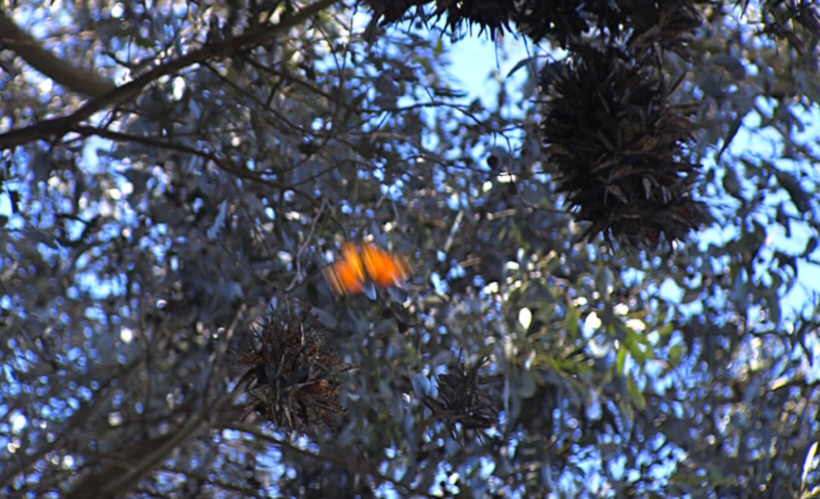 Monarch Butterfly Natural Preserve