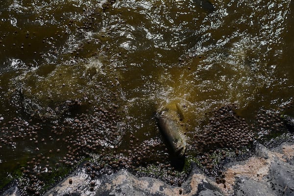 An adult barramundi reaches for food Saturday, April 19, 2025, at a Mainstream USA fish farm in Dateland, Ariz. (AP Photo/Joshua A. Bickel)