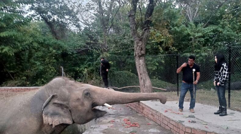 Cher helps a lonely elephant move in with new friends during a doc for Paramount+. PARAMOUNT+