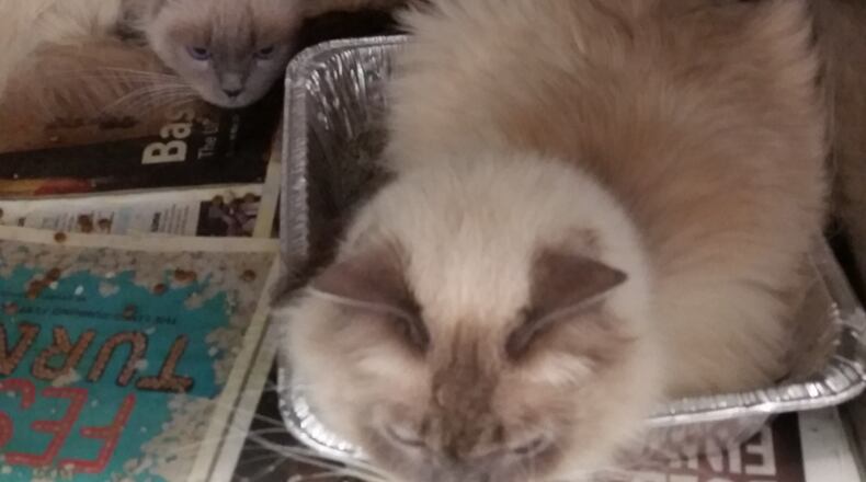 Thirty-eight cats were rescued from a minivan in Sandy Springs, officials said. (Credit: LifeLine Animal Project)