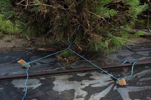 Stakes and plastic twine stabilize a Christmas tree damaged after flooding Wednesday, July 9, 2025, at a farm in Georgetown, Texas. (AP Photo/Joshua A. Bickel)