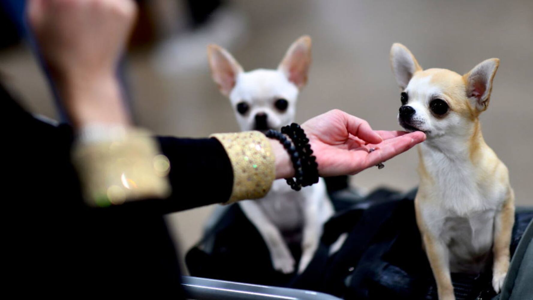 Photos: 2019 National Dog Show