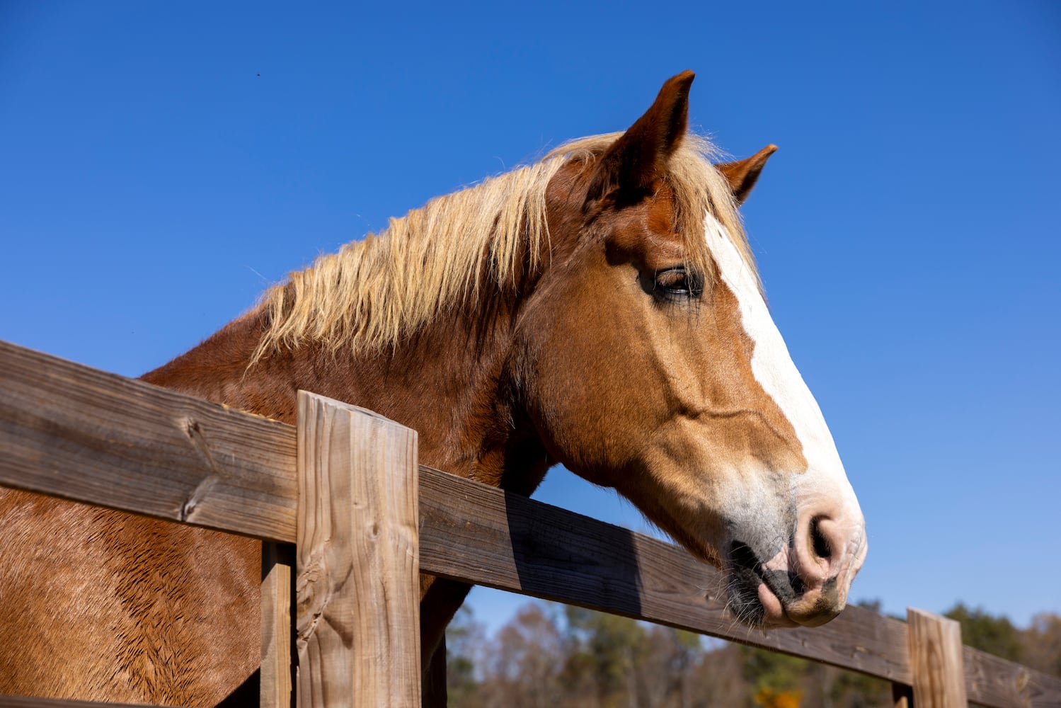 aajc 110625 anx cobb so equine