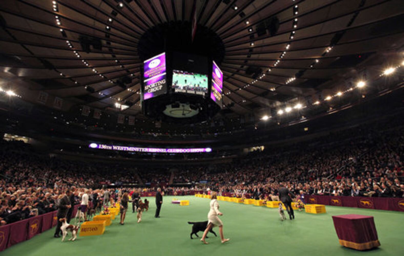 136th Annual Westminster Kennel club dog show