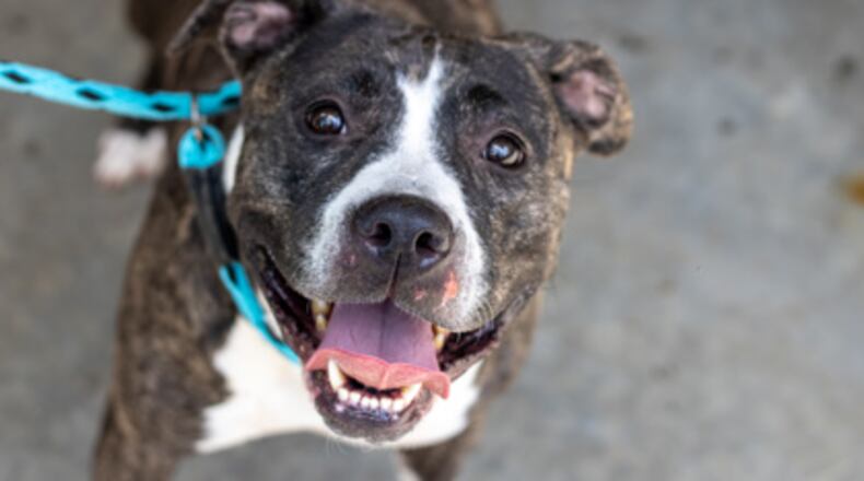 Six-year-old Ebony is available for adoption at Lifeline Animal Project. Adoptions at all four shelters are $23 during January. That price covers all vaccination as well as spay/neuter and microchip fees. Courtesy Lifeline Animal Project