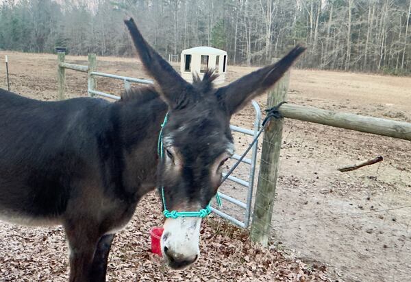 This Macon-area donkey arrived at its new owner Hannah Frost's farm last year in looking malnourished and scrawny. Frost nursed her back to health. (Joe Kovac Jr./AJC)