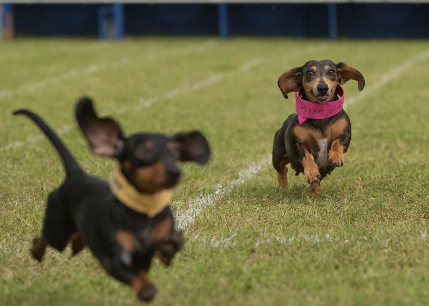 19th Annual Buda Wiener Dog Races, 04.24.16