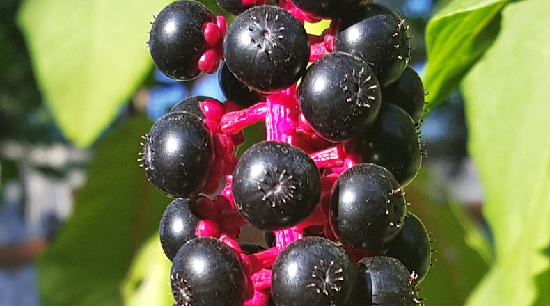This is a cluster of ripe pokeweed berries. The berries are toxic to humans, dogs and some livestock but are safe for wildlife. Many songbirds and some mammals get nourishment from the berries. Courtesy of Kyle Hamar / Creative Commons