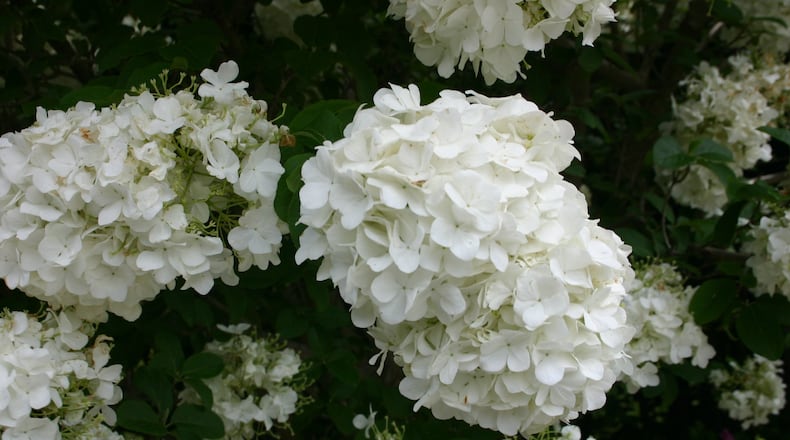 Most viburnums produce bird-satisfying berries, but snowball viburnum (Viburnum macrocephalum) does not. CONTRIBUTED BY WALTER REEVES