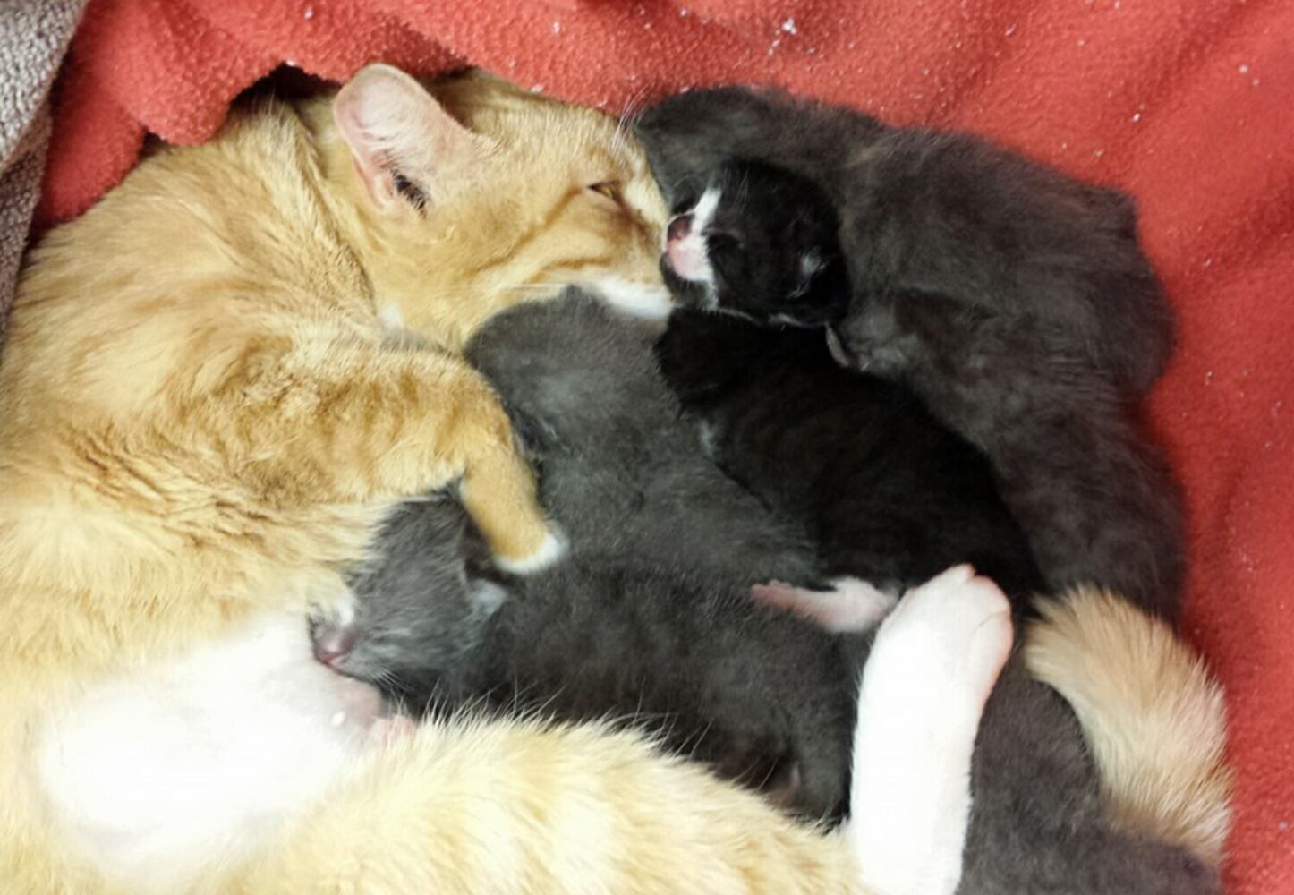 Indian Land kittens