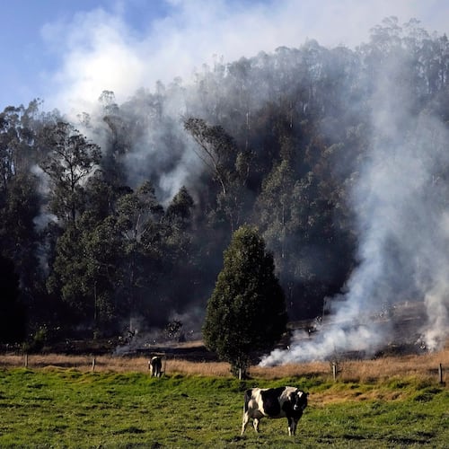 FILE - Cows graze as a wildfire burns in Soacha, near Bogota, Colombia, Aug. 14, 2023. (AP Photo/Fernando Vergara, File)
