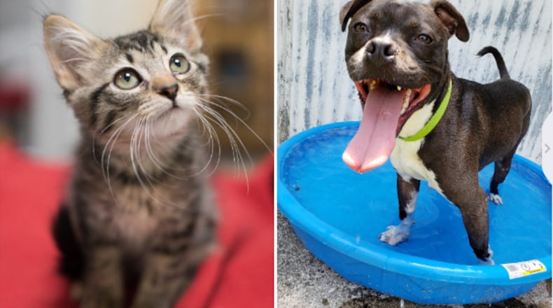 On the right is Gus. On the left is one of the many kittens that can be adopted for free Saturday, Aug. 18, 2018, from Best Friends Animal Society in Smyrna.
