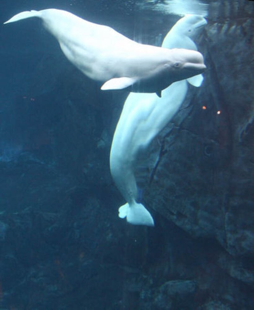 Georgia Aquarium Gets a New CEO