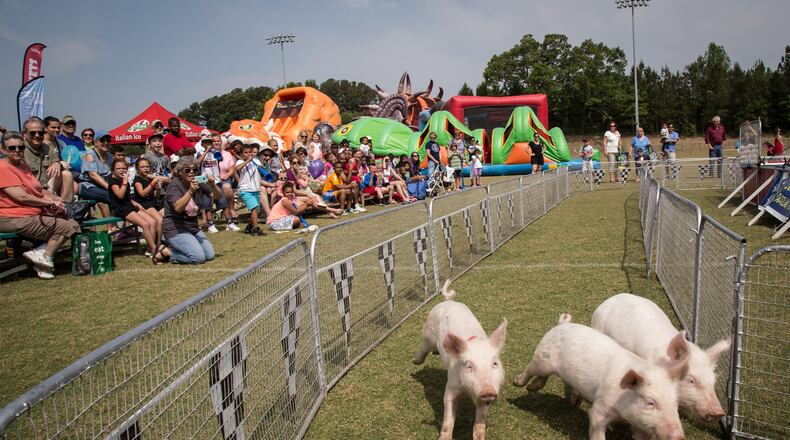 A crowd cheers on the Robinson's Racing Pigs during Snellville Days Saturday at Briscoe Park in Snellville, GA. STEVE SCHAEFER / SPECIAL TO THE AJC