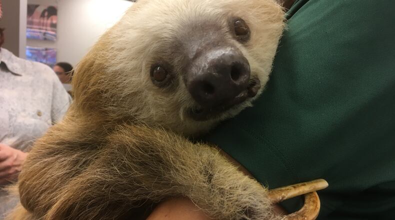 Harry the Sloth tolerated a room full of journalists with aplomb. Photo: Jennifer Brett