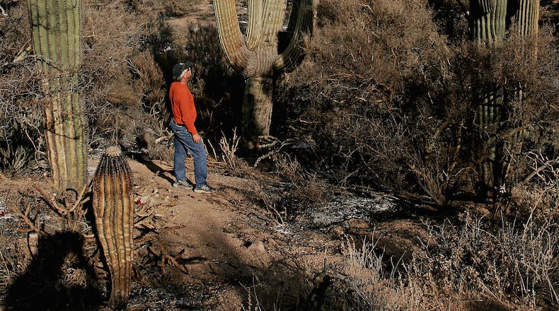 If you visit Phoenix, be sure to check out the Saguaro cactus native to the region. You can find the "Grand One" in the Tonto National Forest north of the city, which receives 7.3 inches of rain and 28 days of precipitation a year. (Photo by Jeff Topping/Getty Images)