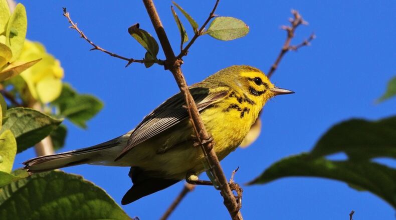 The prairie warbler, shown here, is one of some 30 warbler species that occur in Georgia at least a part of the year. Some warbler species only pass through Georgia during migration; others, like the prairie warbler, nest in the state. CONTRIBUTED BY CHARLES J SHARP/CREATIVE COMMONS