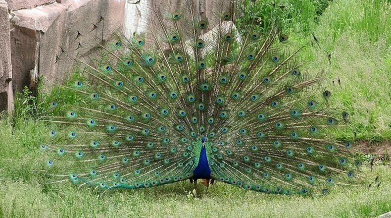 MILWAUKEE, WI -  JUNE 08:  A Peacock, displays his beautiful colors at the Milwaukee County Zoo on JUNE 08, 2013.  (Photo By Raymond Boyd/Getty Images)