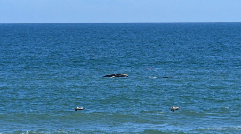 A fifth mother and calf North Atlantic right whale was spotted off the coast of Florida. (Photo: Florida Fish and Wildlife Conservation Commission)