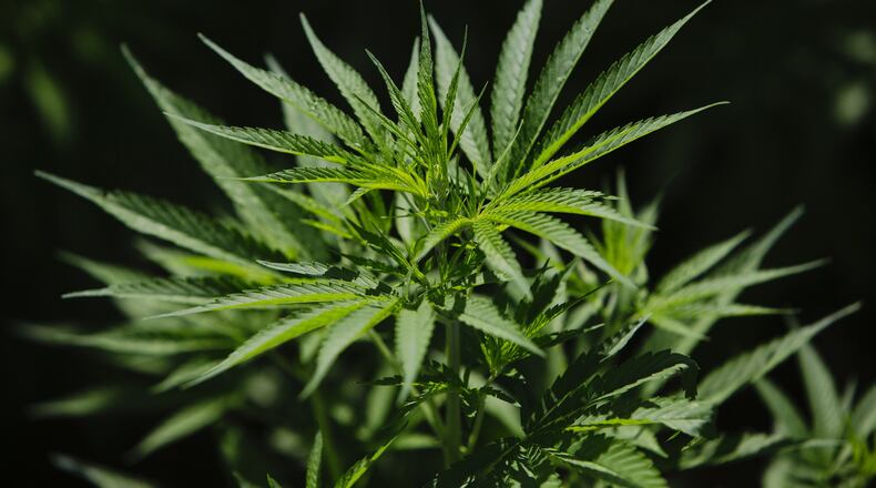 South Fulton police discovered a house believed to be involved in marijuana trafficking after a home invasion call.