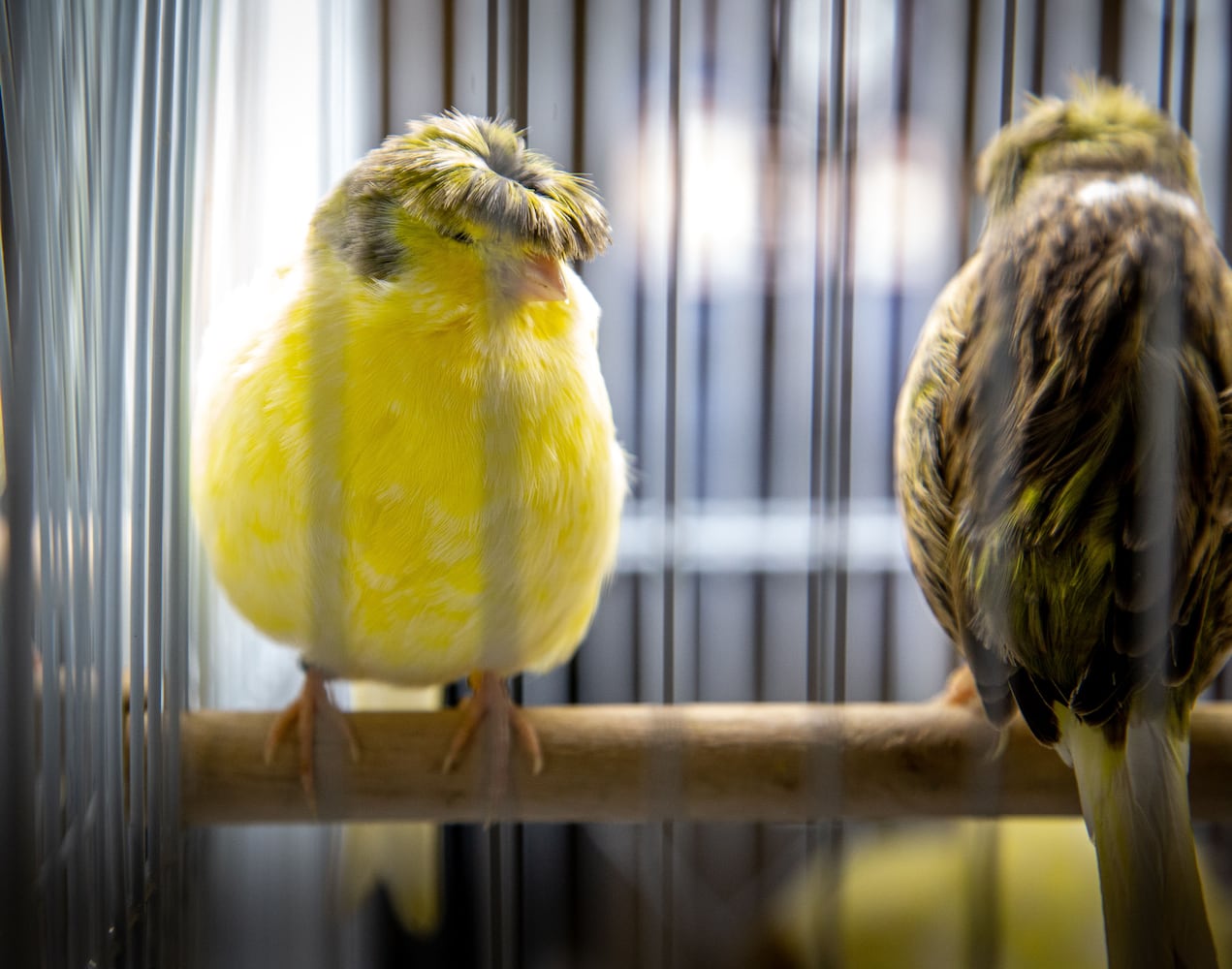 Southeast Exotic Bird Fair
