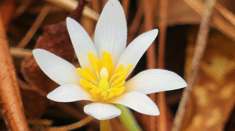 The bloodroot (shown here) is one of Georgia's spring ephemeral wildflowers. It blooms in March before forest canopies leaf out, and it quickly goes through its life before dying back to its underground parts by early May. (Charles Seabrook for The Atlanta Journal-Constitution)