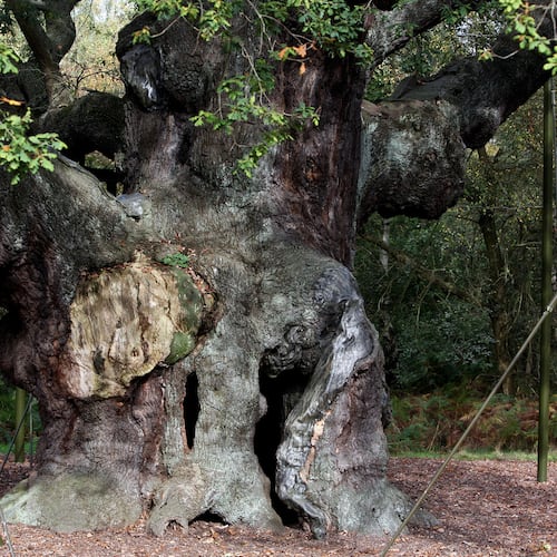 FILE - A 1,200-year-old Major Oak tree, where Robin Hood allegedly used as a hide out, stands in Sherwood Forest near Nottinghamshire, England, on Oct. 19, 2007. (AP Photo/Simon Dawson, File)