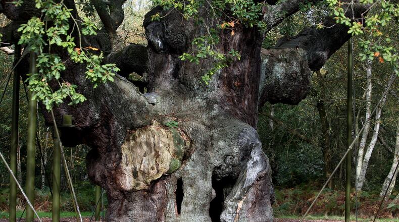 FILE - A 1,200-year-old Major Oak tree, where Robin Hood allegedly used as a hide out, stands in Sherwood Forest near Nottinghamshire, England, on Oct. 19, 2007. (AP Photo/Simon Dawson, File)