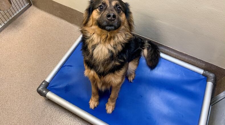Officials said the county's shelters are full.
