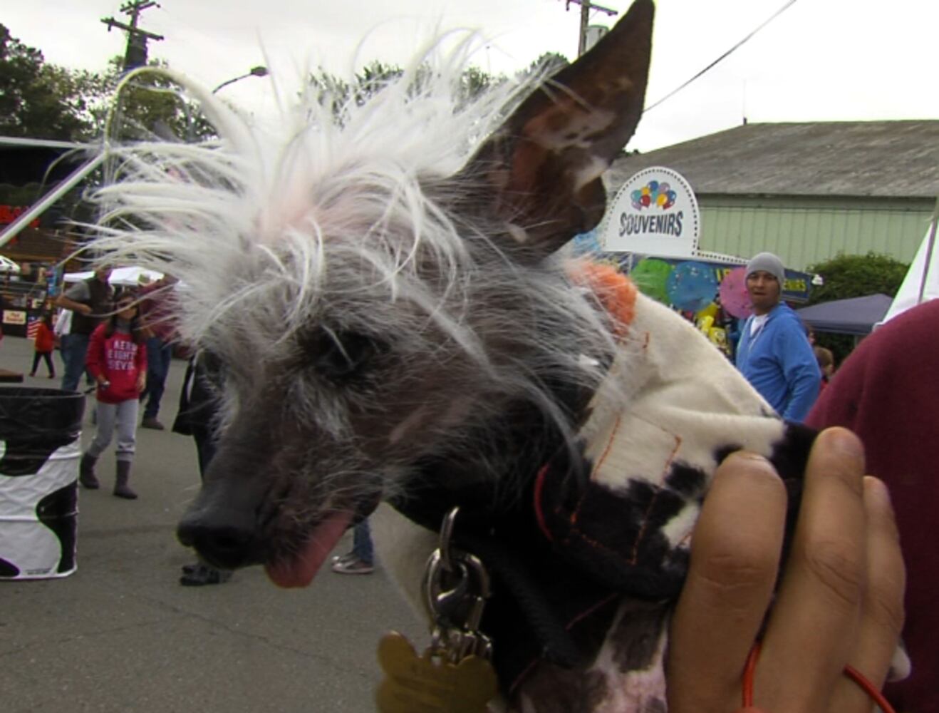 2012 Ugliest Dog Winner 'Mugly' and others