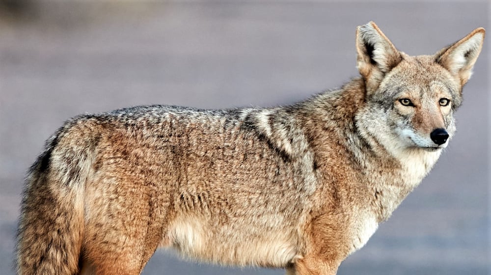 Coyotes have spread to all 159 counties in Georgia. Efforts to control their spread or reduce populations have been futile. (Photo: Henry from Arizona/Creative Commons)