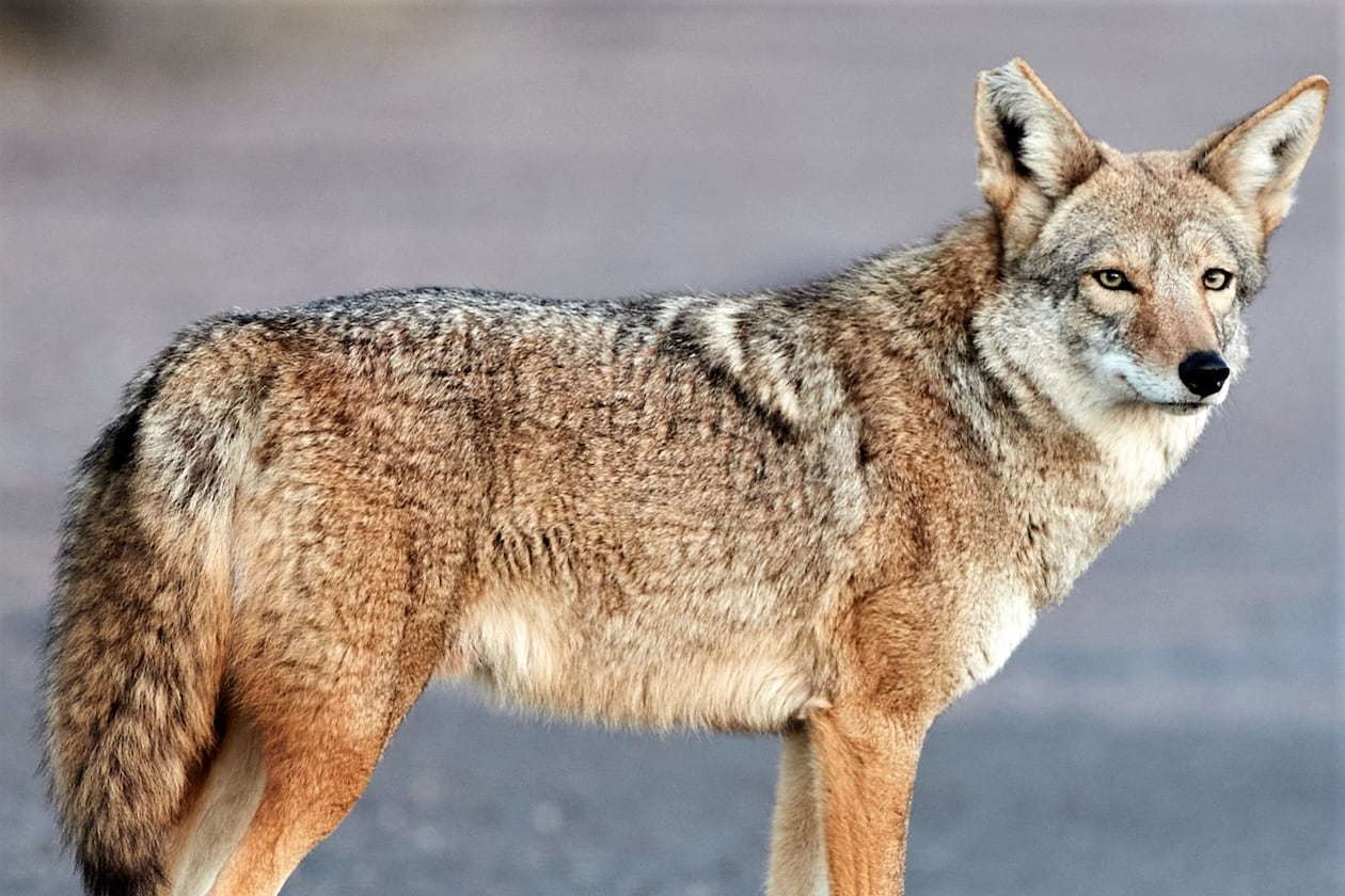 Coyotes have spread to all 159 counties in Georgia. Efforts to control their spread or reduce populations have been futile. (Photo: Henry from Arizona/Creative Commons)