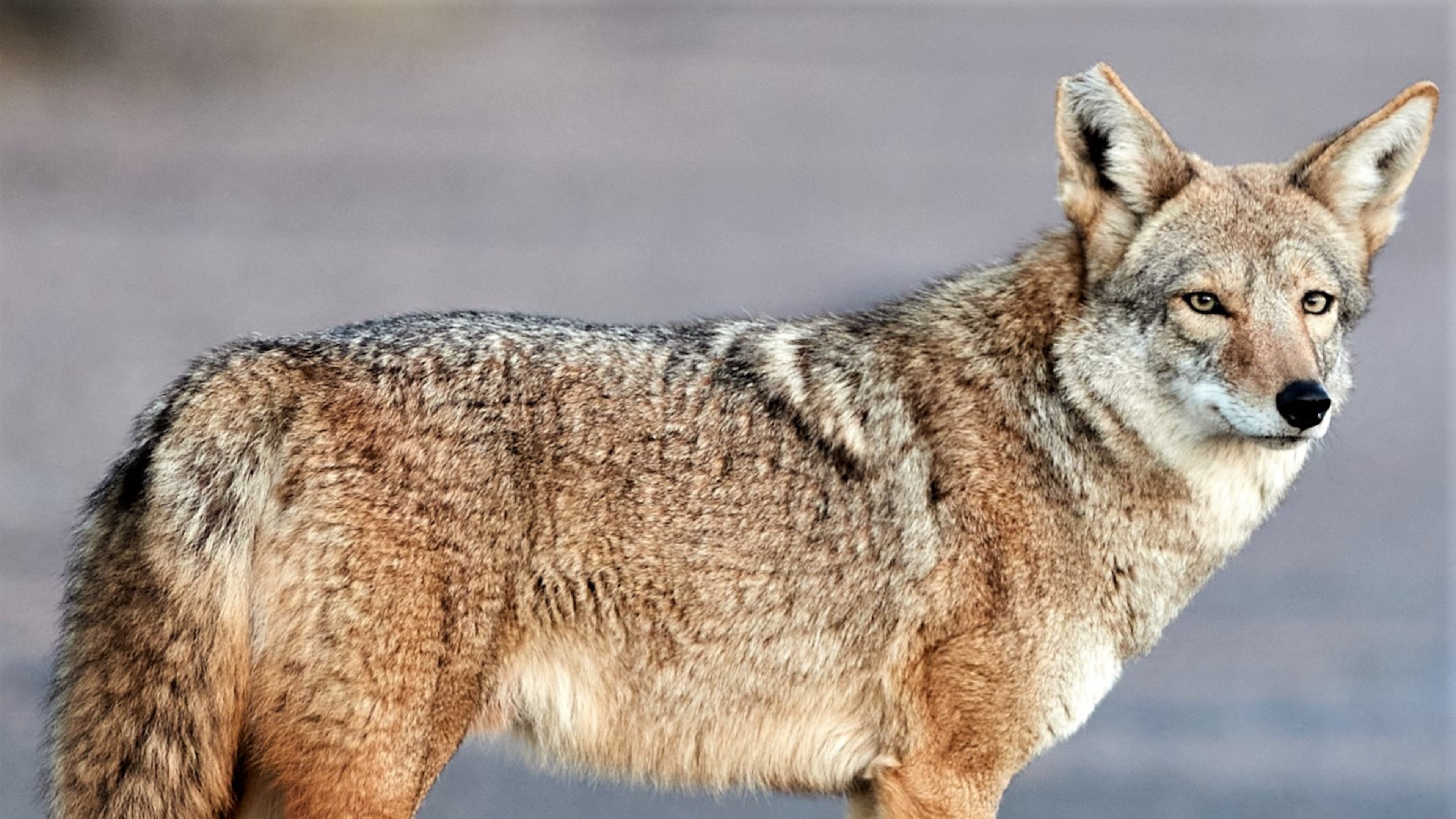 Coyotes have spread to all 159 counties in Georgia. Efforts to control their spread or reduce populations have been futile. (Photo: Henry from Arizona/Creative Commons)
