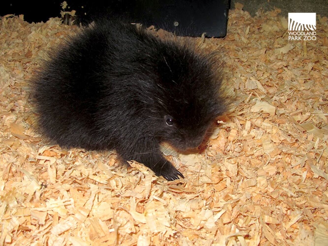 PHOTOS: New porcupette at Woodland Zoo is so cute it hurts