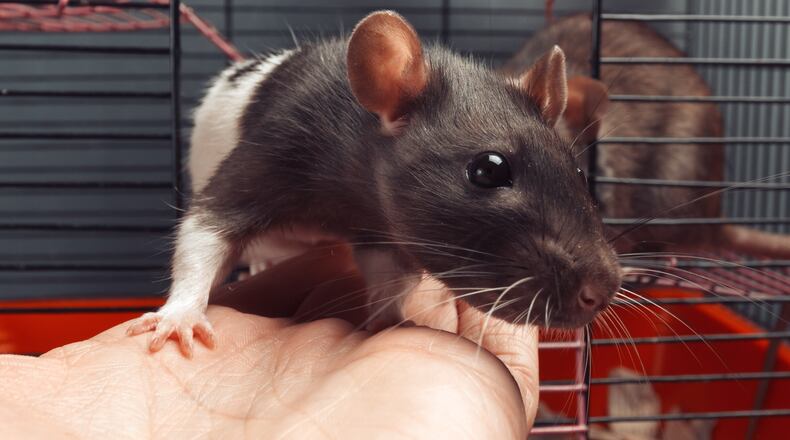 File image of a pet mouse.