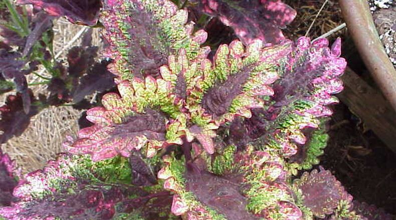 Sun-tolerant coleus varieties bring bright color to summer landscapes. CONTRIBUTED BY WALTER REEVES