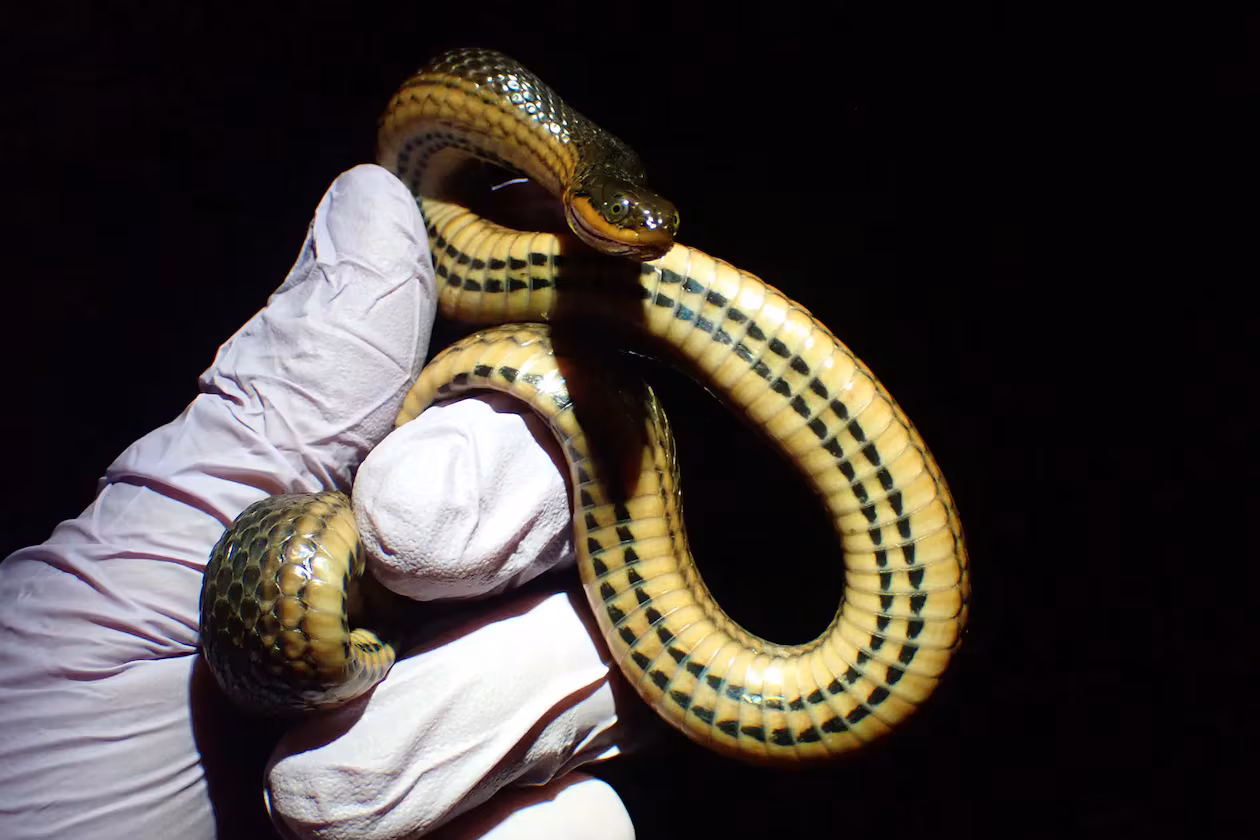 Researchers study a glossy crayfish snake, one of 29 species analyzed in the study. (Photo courtesy of Taylor Miller)