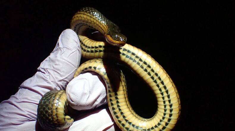 Researchers study a glossy crayfish snake, one of 29 species analyzed in the study. (Photo courtesy of Taylor Miller)