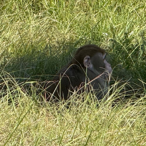 This photo provided by Scotty Ray Boyd shows an escaped monkey sitting in the grass Tuesday, Oct. 28, 2025, in Heidelberg, Miss. (Scotty Ray Boyd via AP)
